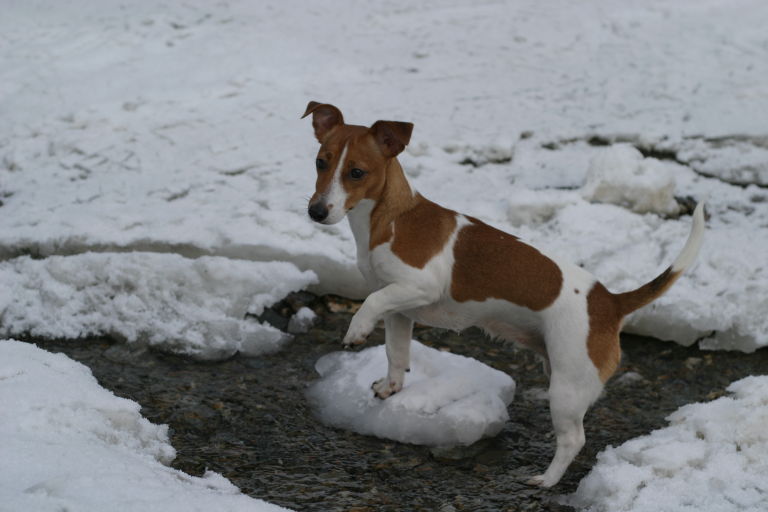 Boni Papst - unser Familien Jack-Russel 