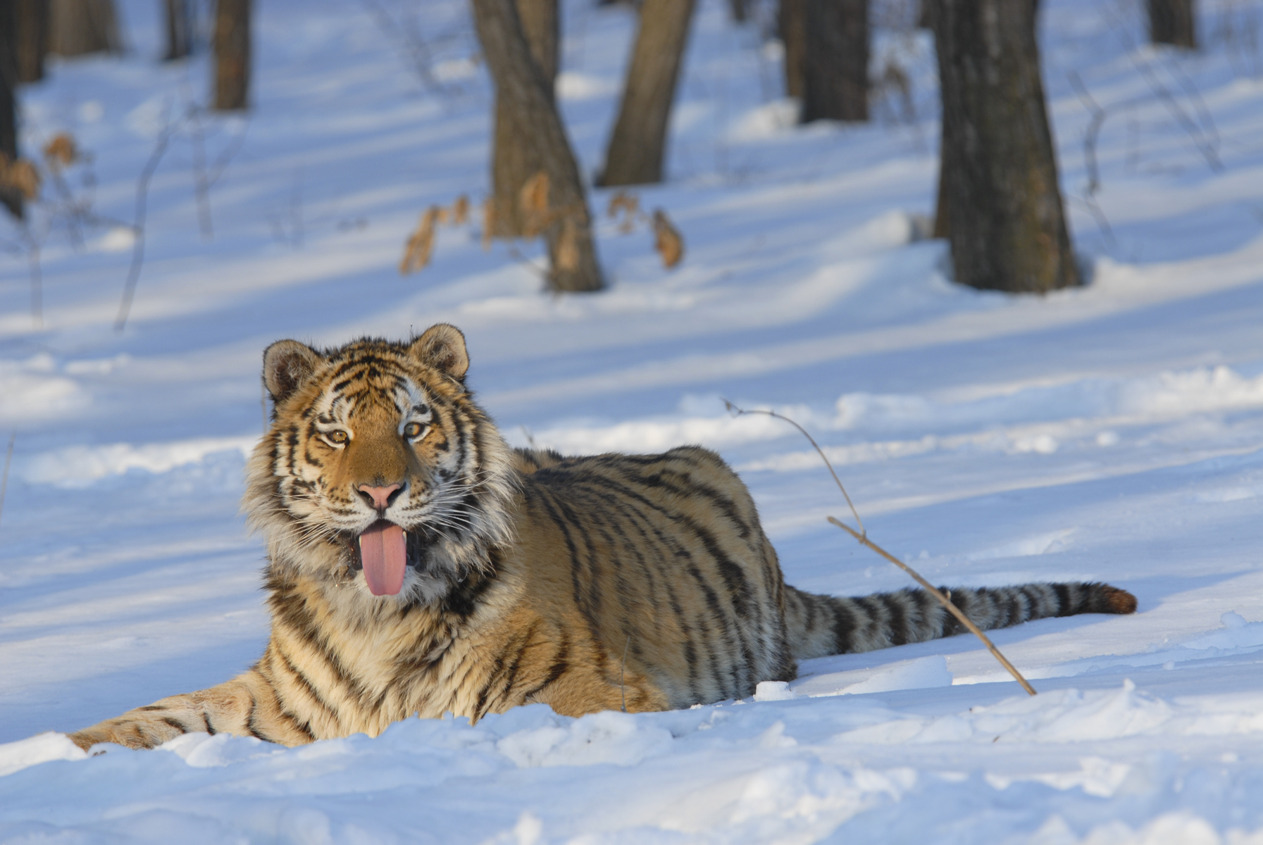 Wildes Russland – wundervolle Natur-Dokumentation über die Wildnis Russland 